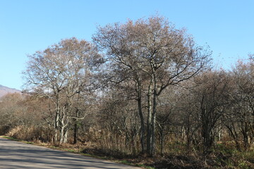 Dry leaves after changing color in Nagano Prefecture, Japan.