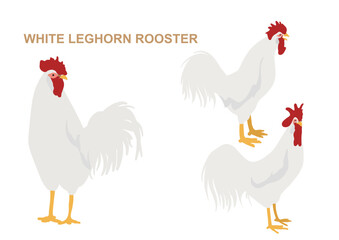 White Leghorn Rooster