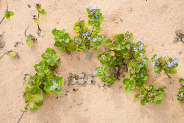 herbs on a wooden background