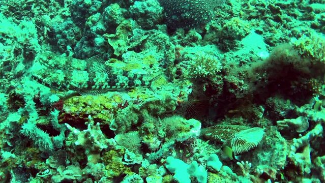 closeup of lizardfish