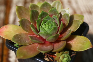 Rojnik Palisander Sempervivum © Perovskia
