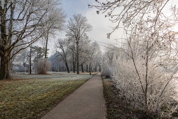 Hoar frost on trees and grass in a park on a clear winter day
