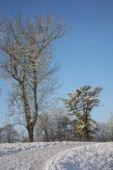 Snow on trees and ground in a park in the sun in wintertime