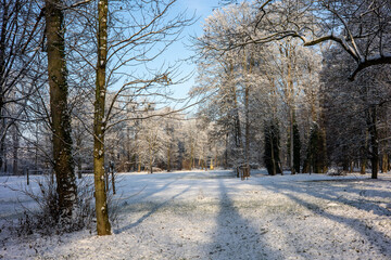 Snow on trees and ground in a park in the sun in wintertime