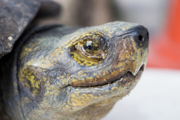 Close up The Giant Asian pond turtle inhabits rivers, streams, marshes, and rice paddies from estuarine lowlands to moderate altitudes through South East Asia.