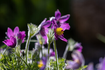 Close-up of purple pasqueflowers (Pulsatilla pratensis)
