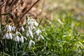 Fototapeta premium Close up of snowdrops (Galanthus Nivalis) in early spring