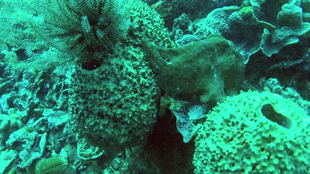 view of green frogfish in the coral reef