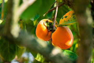 Sunlight falls on ripe persimmons between tree branches