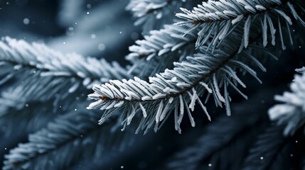 Close-up of snow-covered branches.