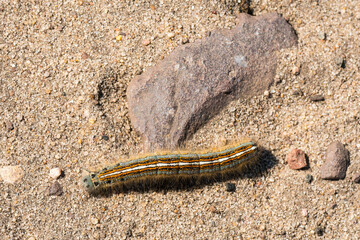 Raupe des Ringelspinner (Malacosoma neustria) 