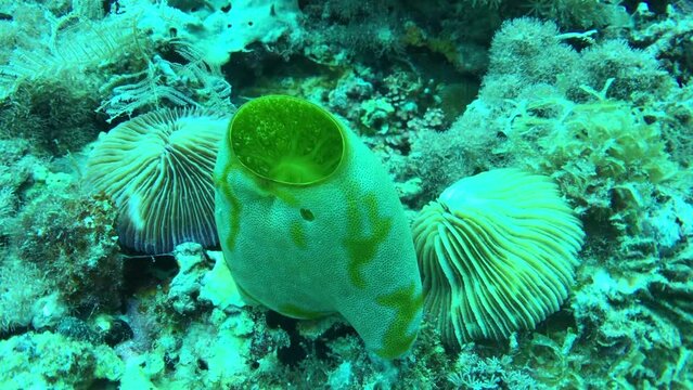 closeup of colourful sea squirt