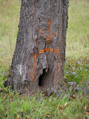 Ein oranger aufgesprühter Pfeil markiert eine Baumhöhle für Tiere an einem Obstbaum