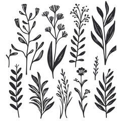 black Plant nature hand drawn set. Collection botanical element. vector on white background