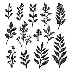 black Plant nature hand drawn set. Collection botanical element. vector on white background
