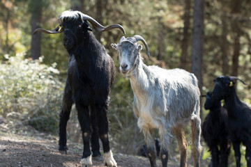 Goats grazing in the forest clearings on Taurus Mountains