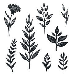 black Plant nature hand drawn set. Collection botanical element. vector on white background
