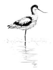 sandpiper bird with an up-curved beak illustration 