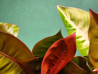 Philodendron. Philodendron prince of orange. Philodendron leaves