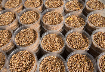 Wheat grains placed on small plates to feed pigeons in a city square for fun