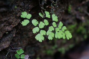 green moss on the tree