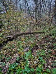 A fallen tree in the woods