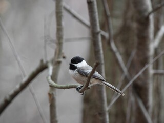 Obraz na płótnie Canvas Small chickadee bird perched atop a tree branch, looking off into the distance
