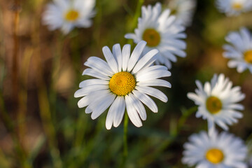 Large chamomile flowers grow in a clearing.