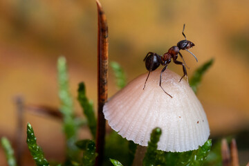 Mrówka rudnica (Formica rufa) – gatunek mrówki z podrodziny Formicinae. © Andrzej