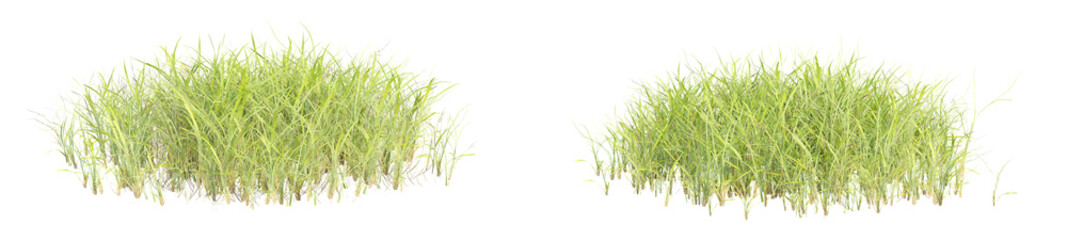 3d illustration of garden plants isolated on transparent background. High resolution for digital composition © ANDRIBENKY