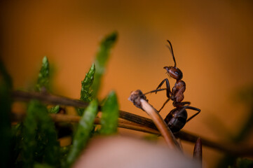 Mrówka rudnica (Formica rufa) – gatunek mrówki z podrodziny Formicinae. © Andrzej