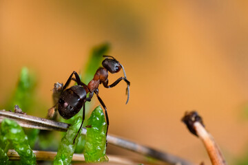 Mrówka rudnica (Formica rufa) – gatunek mrówki z podrodziny Formicinae. © Andrzej