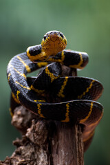 The gold-ringed cat snake on a tree branch