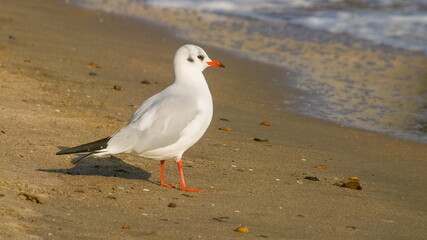 seagull on the beach