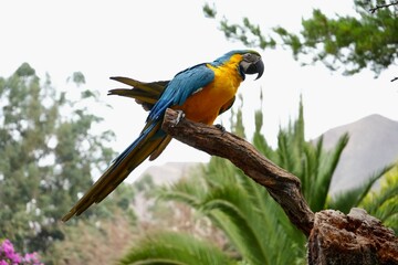 A beautiful Blue and Yellow Macaw, posing on a branch in a tree in a garden in Peru. 