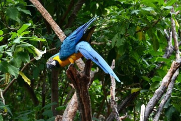 A beautiful Blue and Yellow Macaw, posing on a branch in a tree in a garden in Peru. 