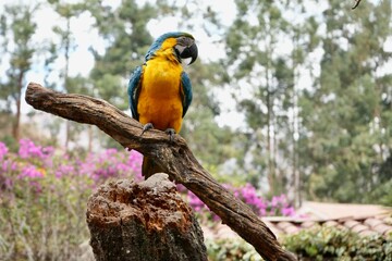 A beautiful Blue and Yellow Macaw, posing on a branch in a tree in a garden in Peru. 