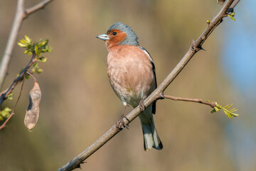robin on a branch