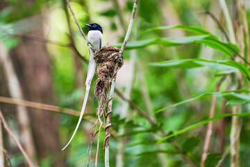 Asian Paradise – flycatcher white color. Watching the birds in the forest.