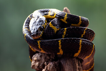 The gold-ringed cat snake on a tree branch