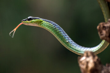 Obraz premium The bronzeback tree snake(Dendrelaphis formosus) on tree branch