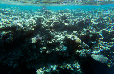 Fototapeta na wymiar A landscape of coral reef