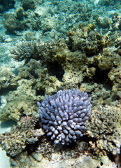 Naklejka na ściany i meble A landscape of coral reef