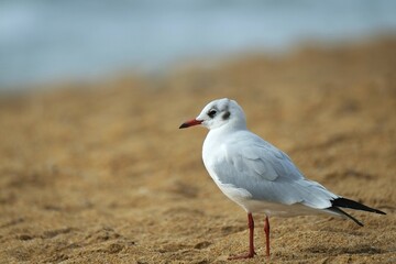 Mouette rieuse le nez au vent