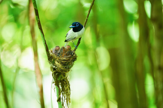 Asian Paradise &ndash; flycatcher white color. Watching the birds in the forest.