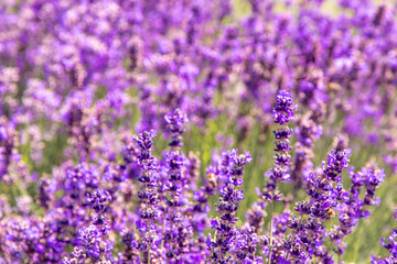 Purple lavender flowers bush. Flower in the field. Nature background. Grow a fragrant plant in the...