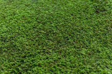 苔、苔生す風景