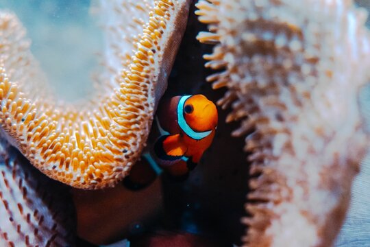 Ocellaris clownfish swimming in an aquarium