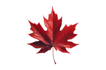 maple leaf isolated on white background