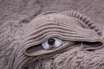 portrait of a cute young small dog Cavalier King Charles Spaniel, with a brown scarf covering him. the dog freezes in winter. Cold concept